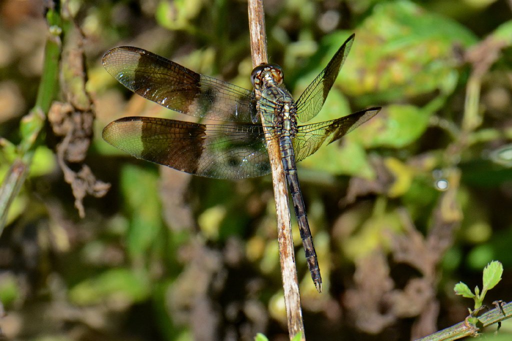 009 2015-01109438 Loxahatchee NWR, FL.JPG - Band-winged Dragonlet (Erythrodiplax umbrata). Dragonfly. Loxahatchee National Wildlife Refuge, FL, 1-10-2015